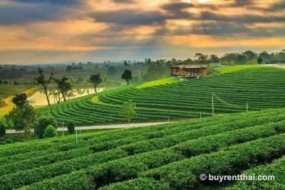 ไร่ชาเชียงราย Mae O Phan Chiang Rai - 1