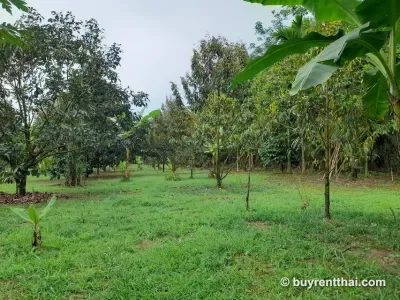 A 10-rai (approximately 4.8-acre) orchard. Tha Sae Tha Sae Chumphon - 1